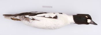 Media type: image;   Ornithology 251822
